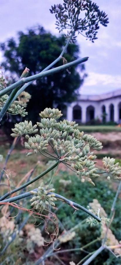 דירות Royal Farm בהאראטפור מראה חיצוני תמונה